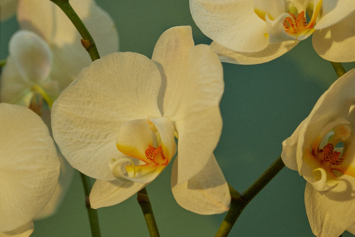 Orchids